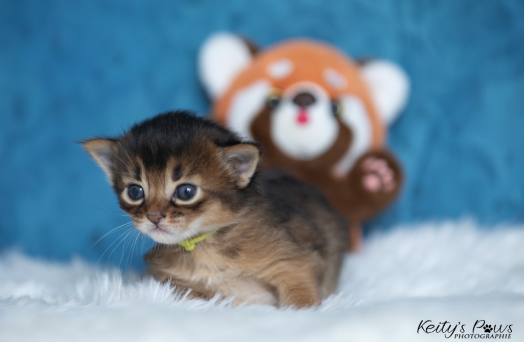 Adara-... (jaune) 2 Semaines