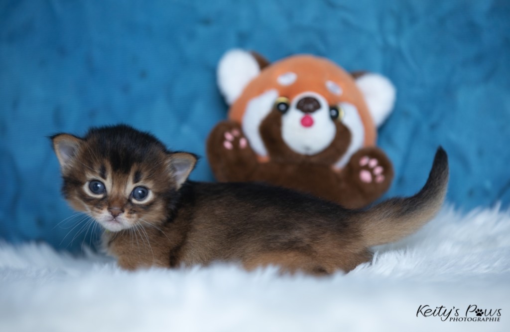 Adara-... (jaune) 2 Semaines