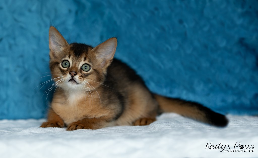  Zéphyr Voltaire 2 Mois