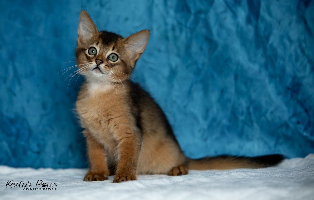  Zéphyr Voltaire 2 Mois