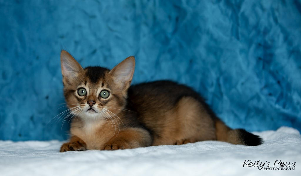  Zéphyr Voltaire 2 Mois