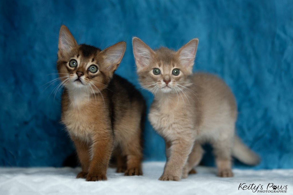  Zariyã Sitarã & Zéphyr Voltaire 2 Mois