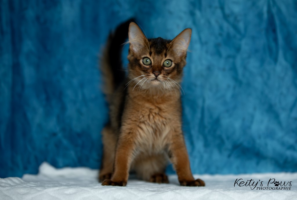 Yôkaï  "Sekiro"  3 Mois