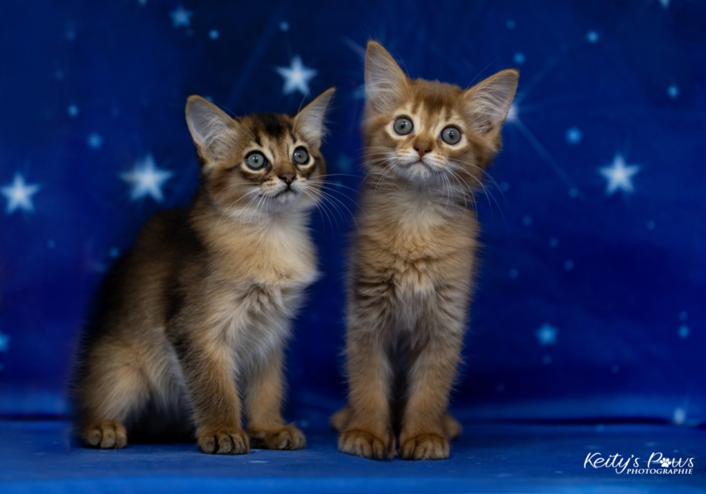 Athena -Abigail & Athor-Maple  2 Mois