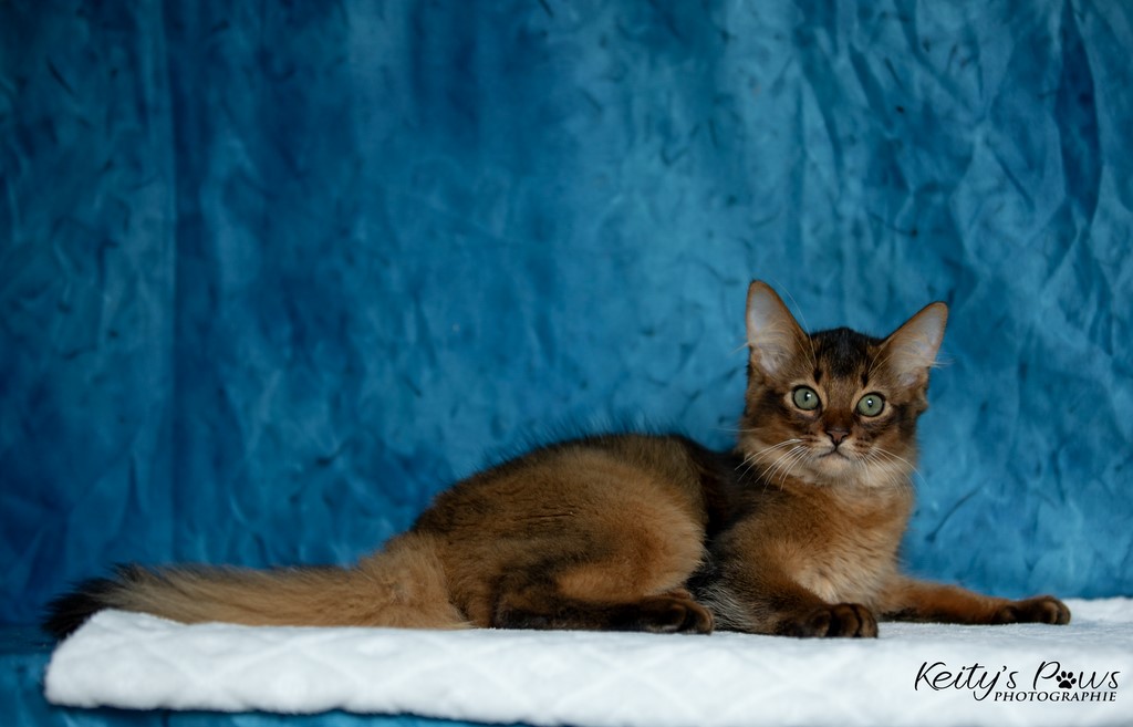 Yôkaï  "Sekiro"  3 Mois