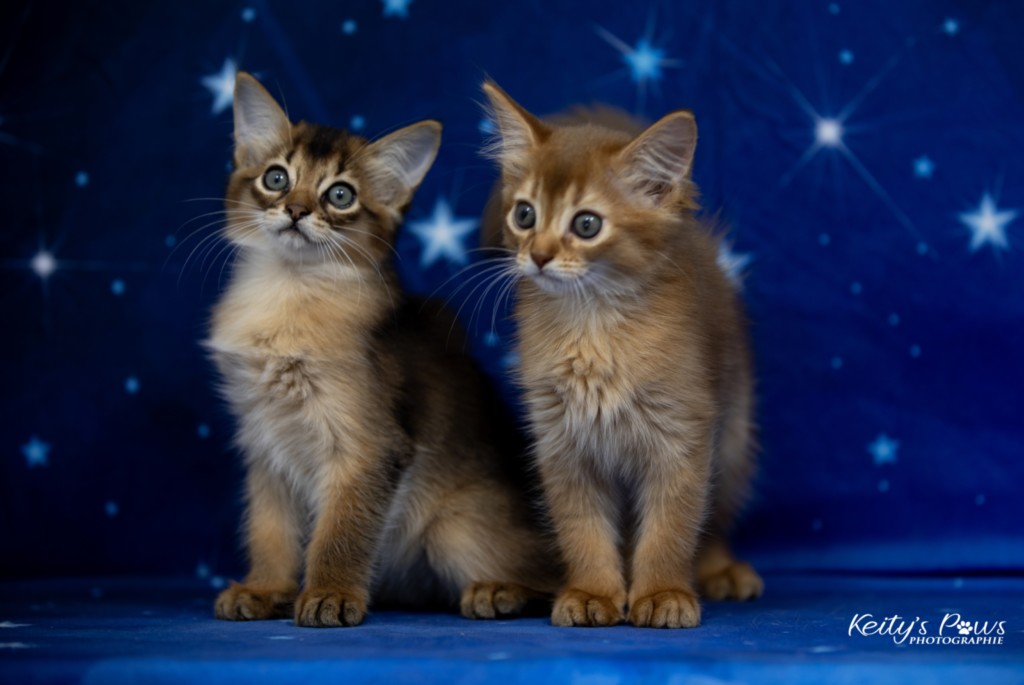 Athena -Abigail & Athor-Maple  2 Mois