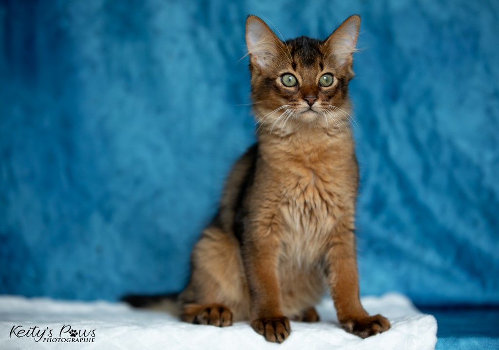 Yôkaï  "Sekiro"  3 Mois