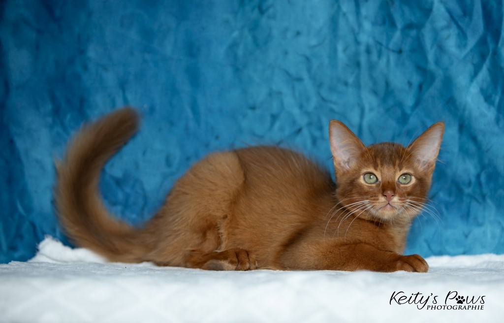  Zenkō "Teto"  3 Mois