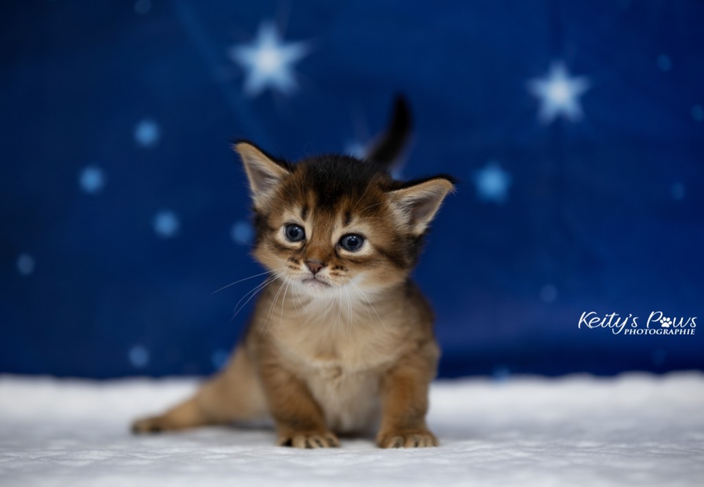 Adāhya-...  3 Semaines