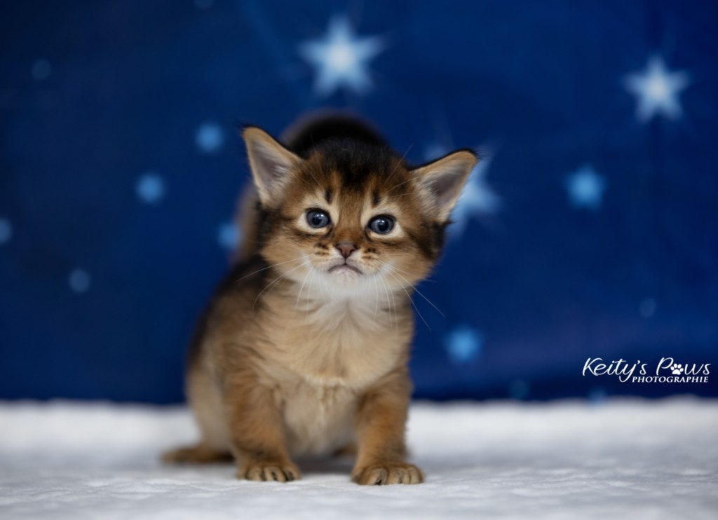 Adāhya-...  3 Semaines