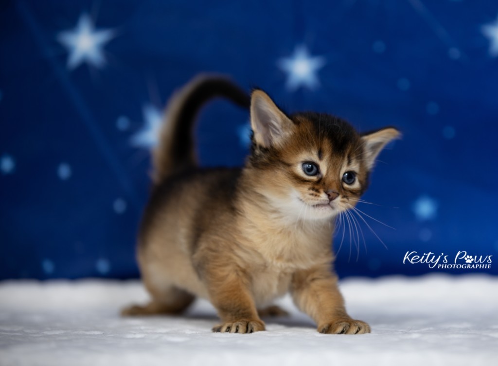 Adāhya-...  3 Semaines