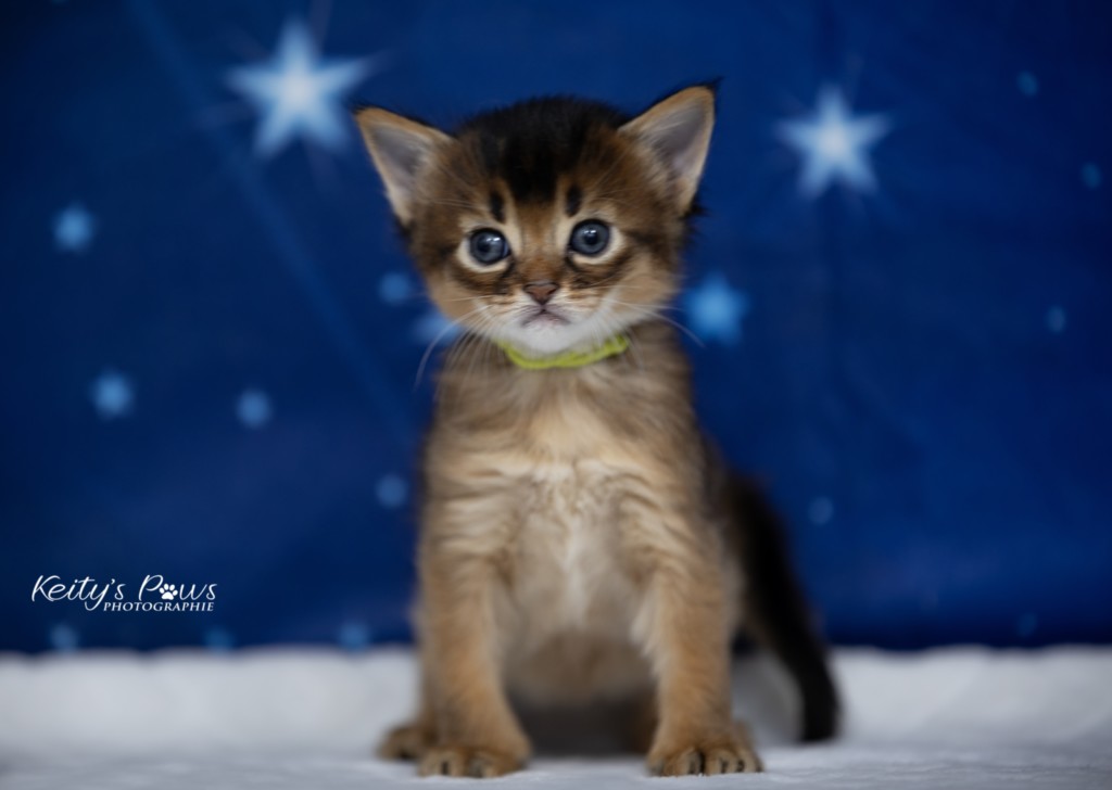  Adara-... (jaune) 3 Semaines