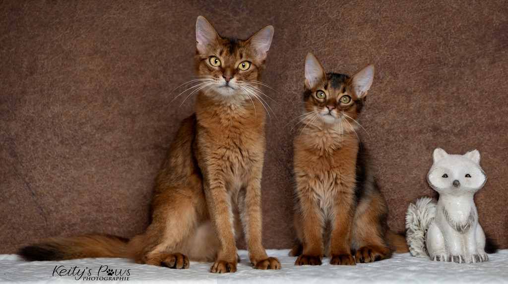 Wyvern Hoshi 3 Mois et maman