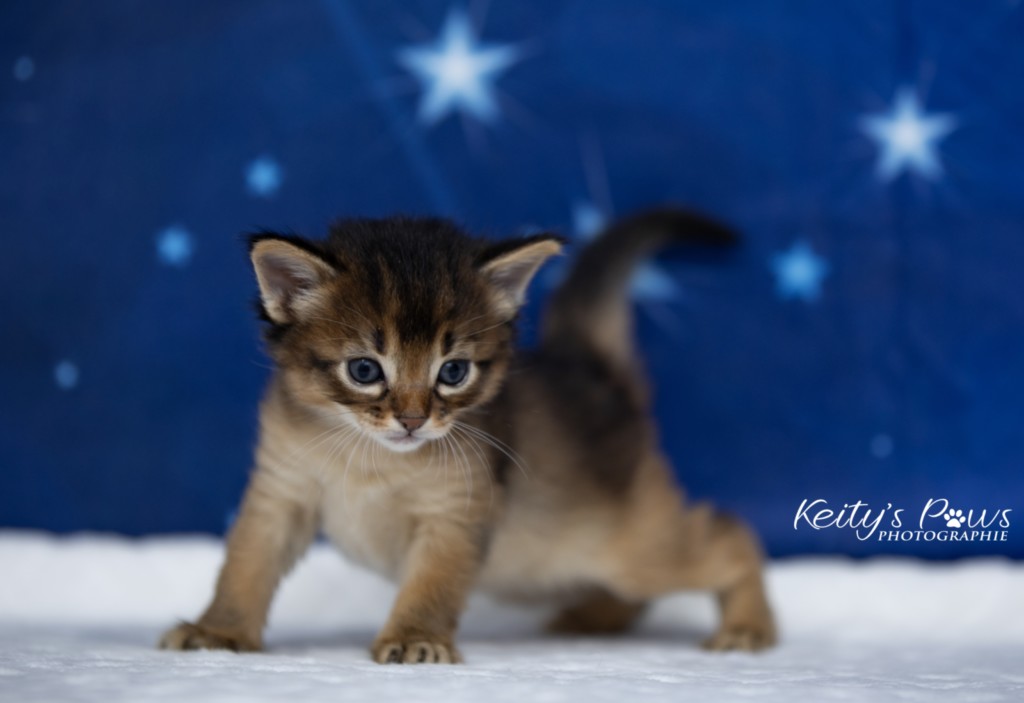 Ash-.... (vert)  3 Semaines