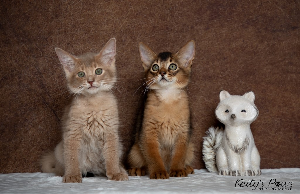 Zariyã Sitarã & Zéphyr Voltaire 2 Mois