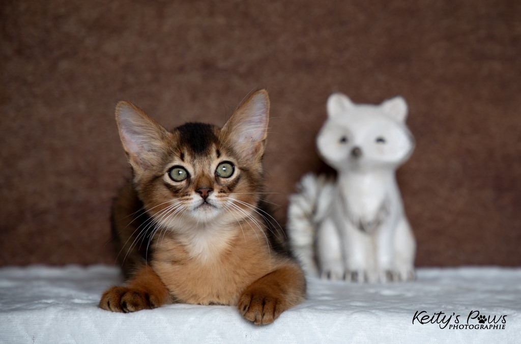  Zéphyr Voltaire 2 Mois