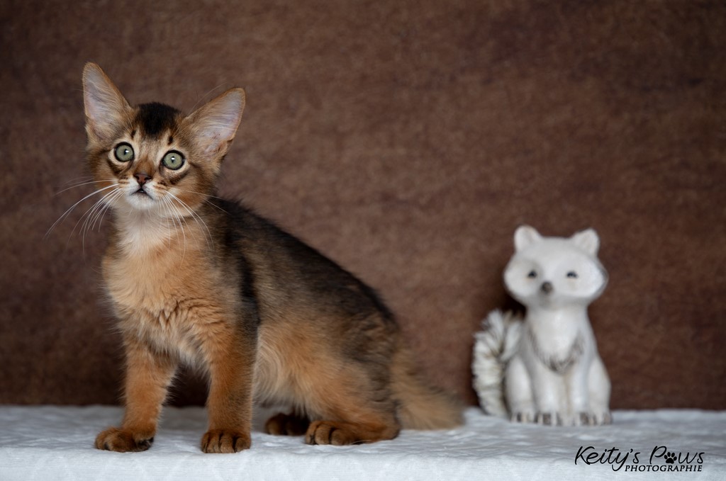  Zéphyr Voltaire 2 Mois