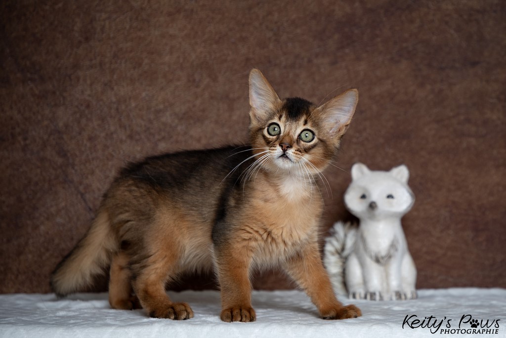 Zéphyr Voltaire 2 Mois