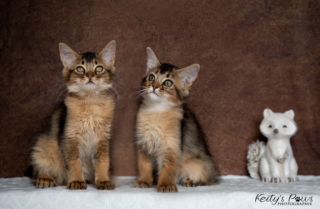  Wanda Vixy & Vision Sola 3 Mois