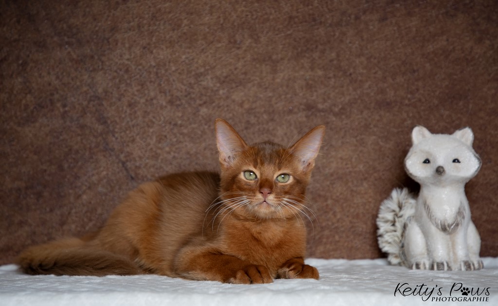  Zenkō "Teto"  3 Mois