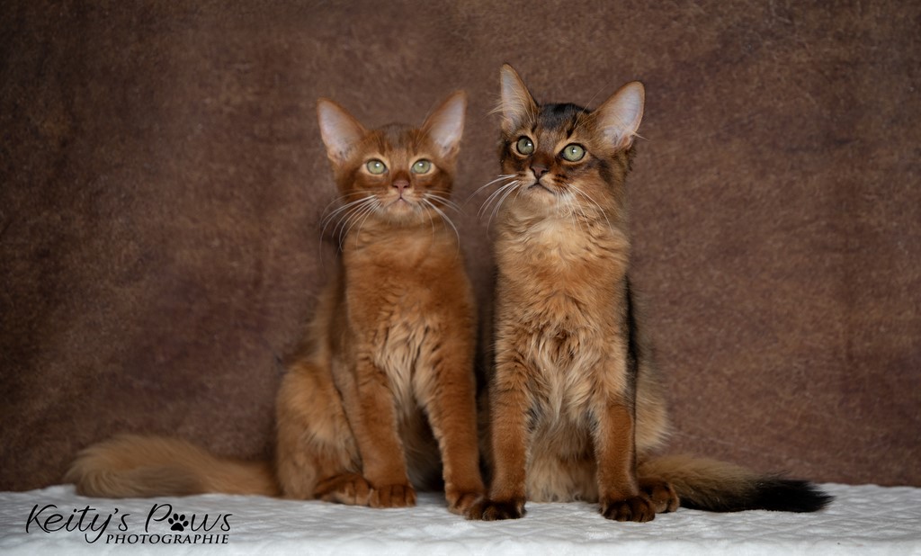 Yôkaï "Sekiro" & Zenkō "Teto" 3 Mois 