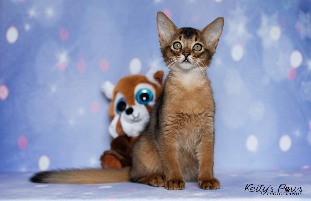  Zéphyr Voltaire 2 Mois