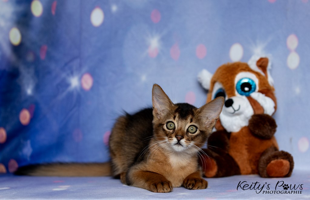  Zéphyr Voltaire 2 Mois