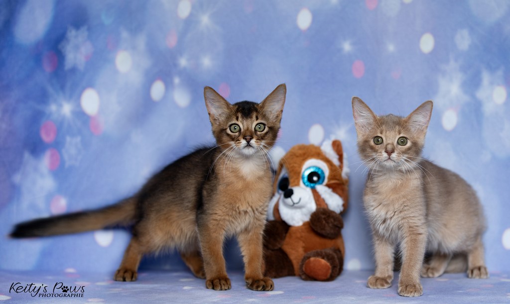  Zéphyr Voltaire Zariyã Sitarã  2 Mois