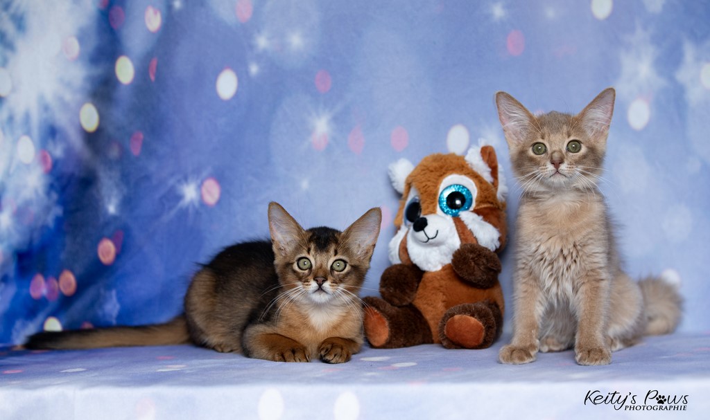  Zéphyr Voltaire Zariyã Sitarã  2 Mois