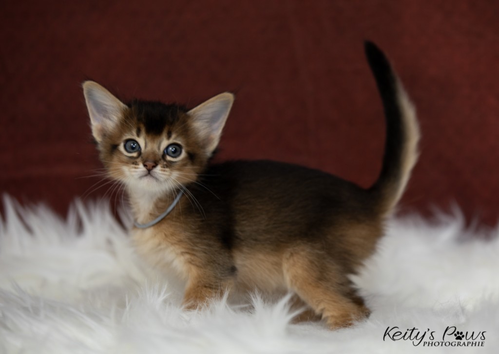  Aegnor-Azur (bleu) 1 Mois