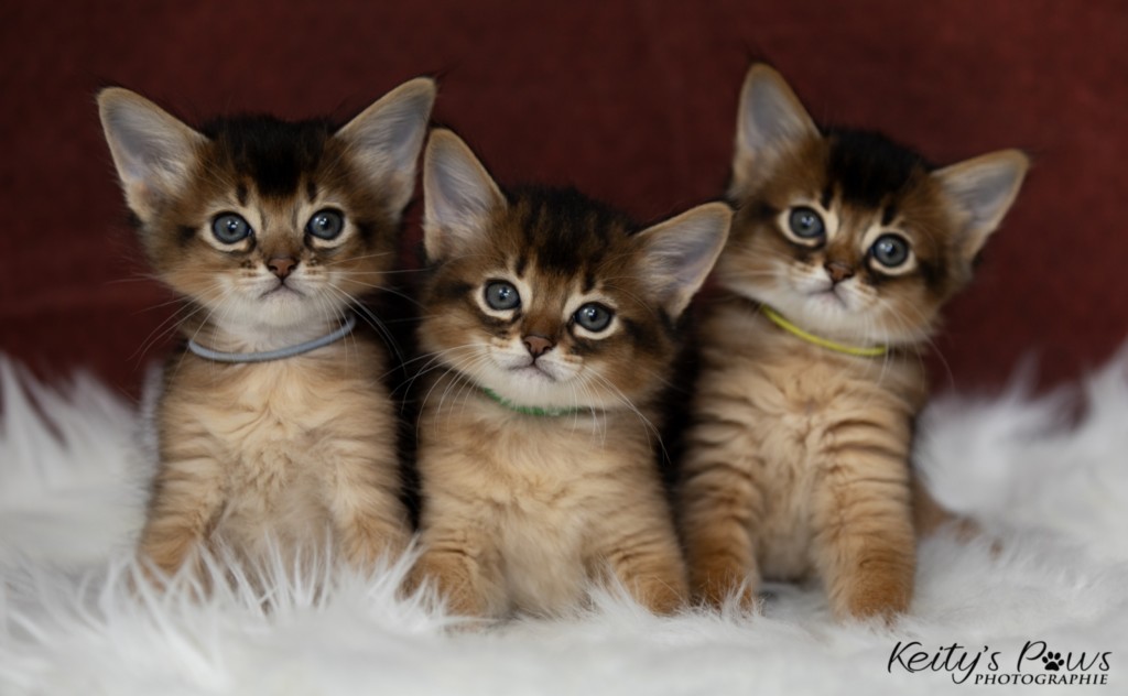 Ash (vert) & Aegnor-Azur (bleu) & Adara-Alya (jaune) 1 Mois