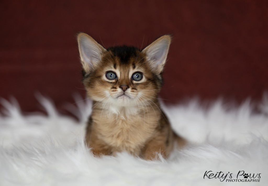 Adāhya-Allumette  & Aïdan-Aïko 1 Mois