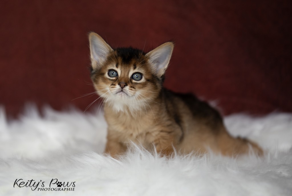 Adāhya-Allumette  & Aïdan-Aïko 1 Mois