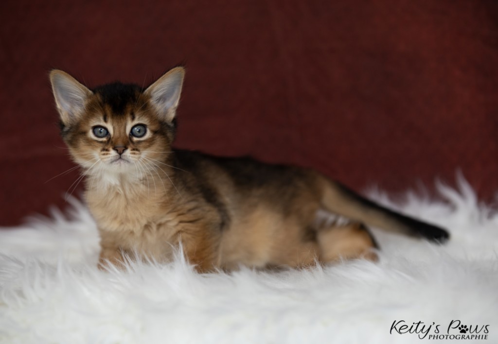 Adāhya-Allumette  & Aïdan-Aïko 1 Mois