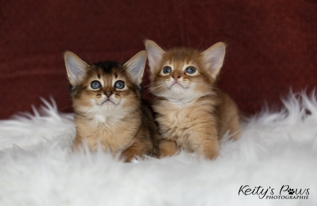 Adāhya-Allumette  & Aïdan-Aïko 1 Mois