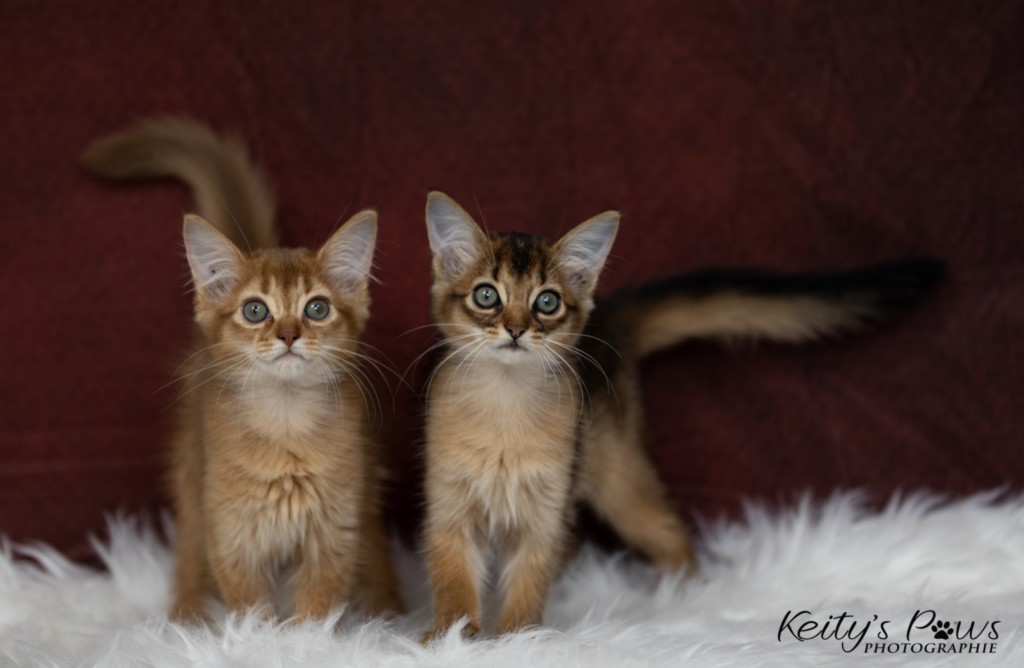 Athena -Abigail & Athor-Maple  2 Mois