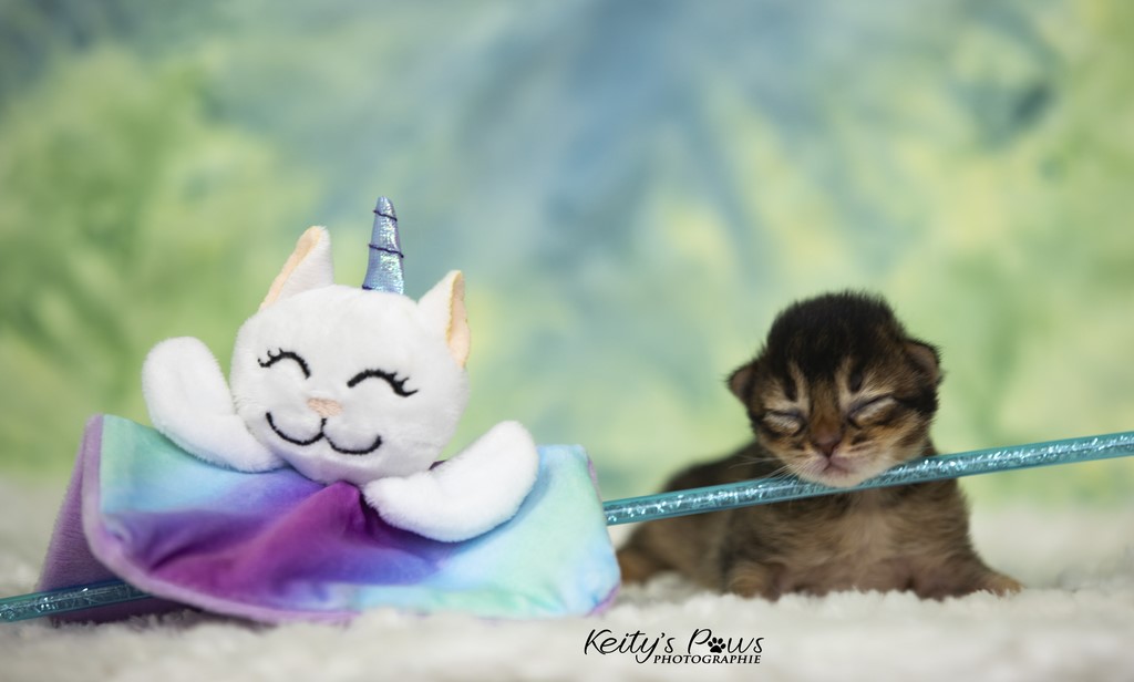 Ulka-Ultima 1 Semaine