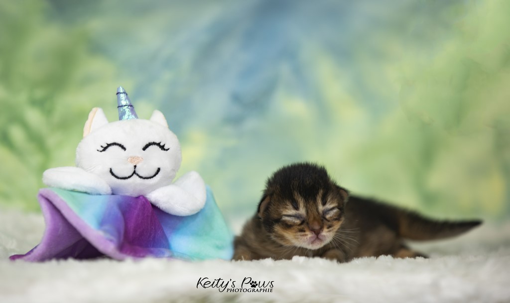 Ulka-Ultima 1 Semaine