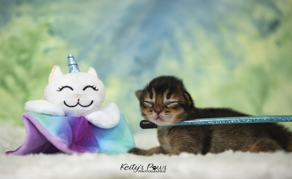 Ulka-Ultima 1 Semaine 