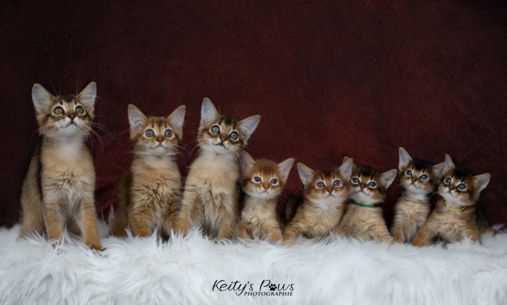 Ash (vert) & Aegnor-Azur (bleu) & Adara-Alya (jaune) 1 Mois