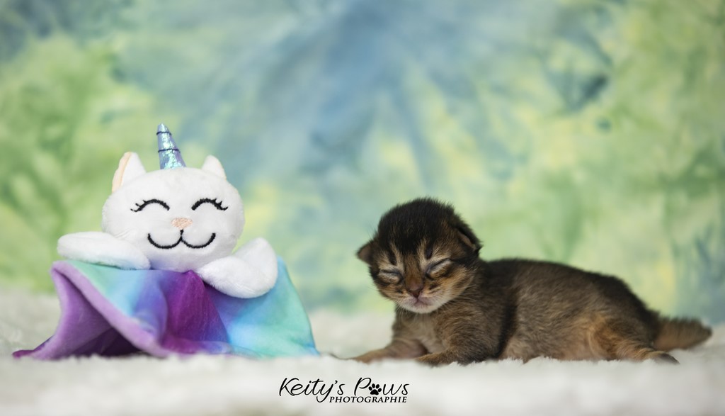 Ulka-Ultima 1 Semaine