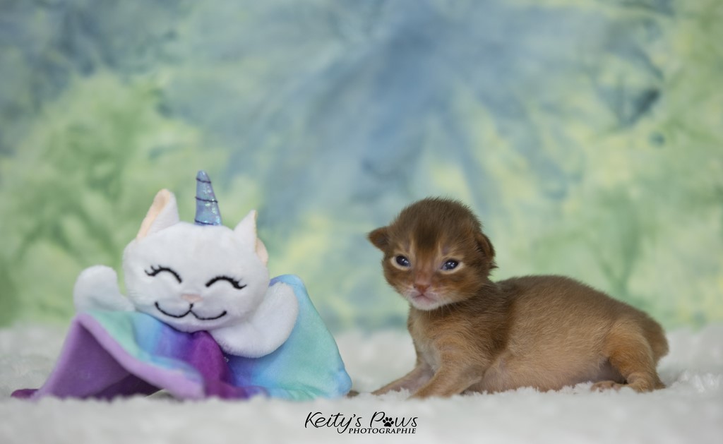 Uraeus-Udon 1 Semaine