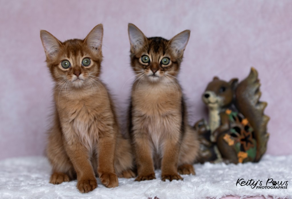 Athena -Abigail & Athor-Maple  3 Mois