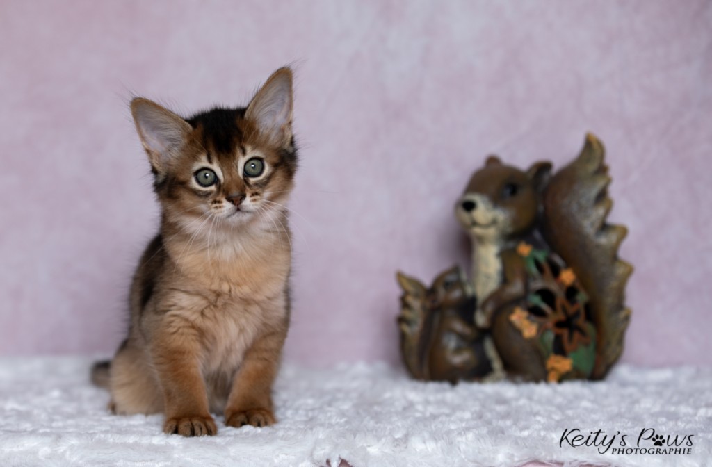 Adāhya-Allumette 1 Mois