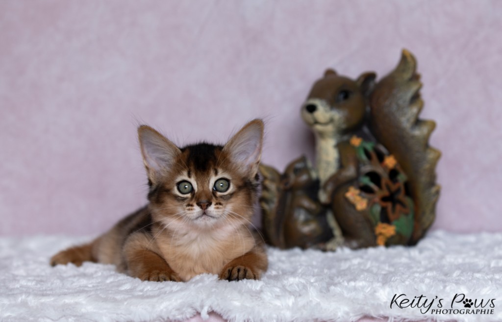 Adāhya-Allumette 1 Mois