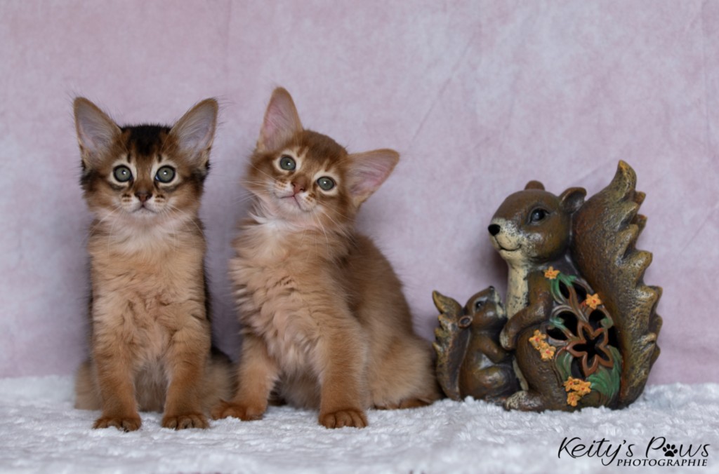 Adāhya-Allumette  & Aïdan-Aïko 1 Mois