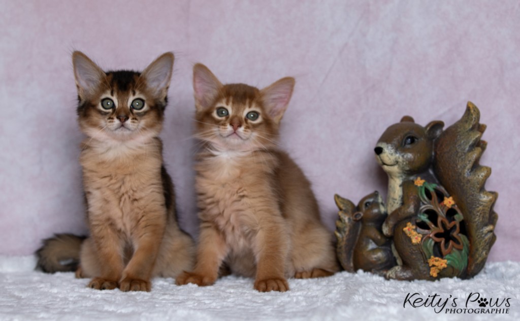 Adāhya-Allumette  & Aïdan-Aïko 1 Mois