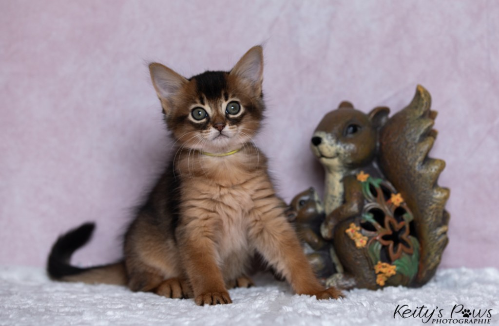 Adara-Alya (jaune) 1 Mois