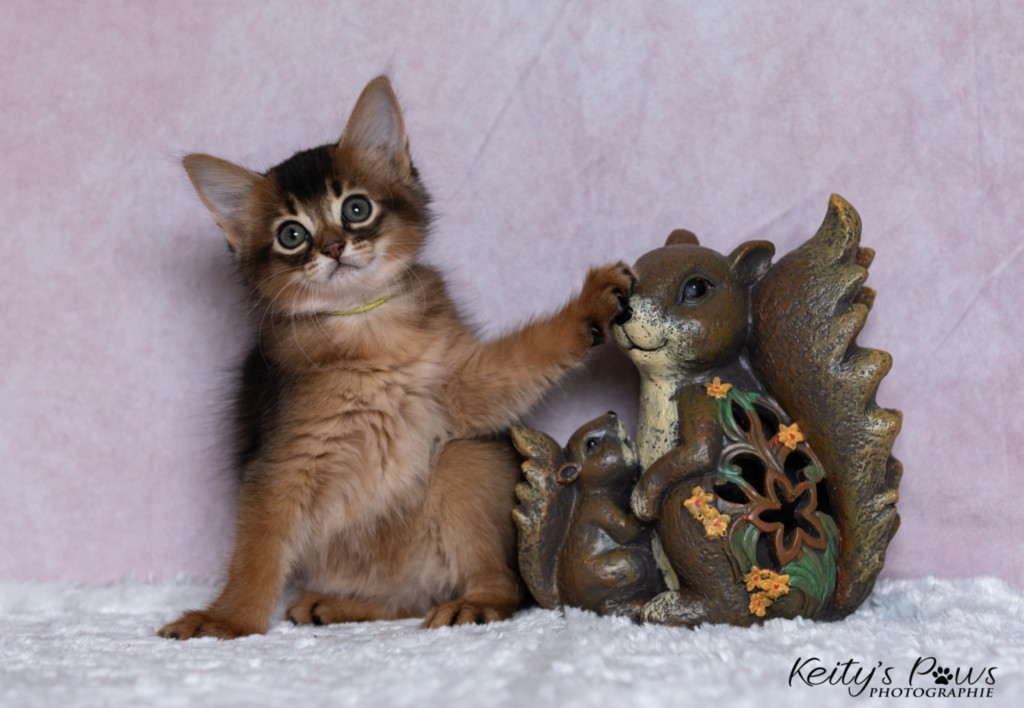 Adara-Alya (jaune) 1 Mois