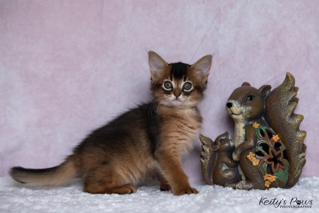 Adara-Alya (jaune) 1 Mois